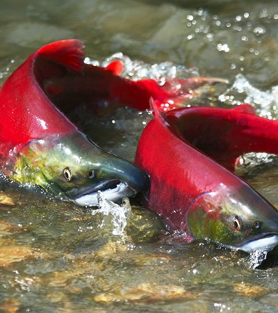  Real Planet Fishing Stuffed Animal - Sockeye Salmon